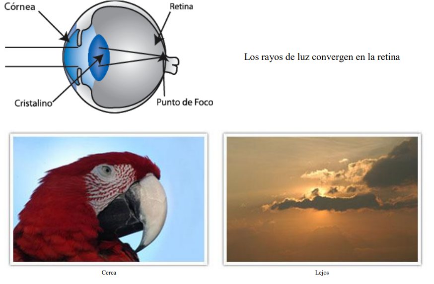 Diagram of an emmetropic eye: light rays converge exactly on the retina